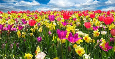fiori nei rituali magici