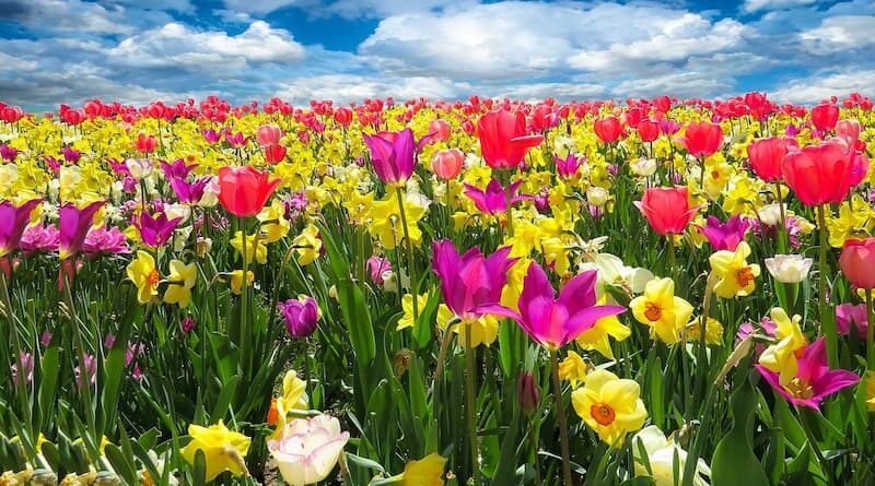 fiori nei rituali magici