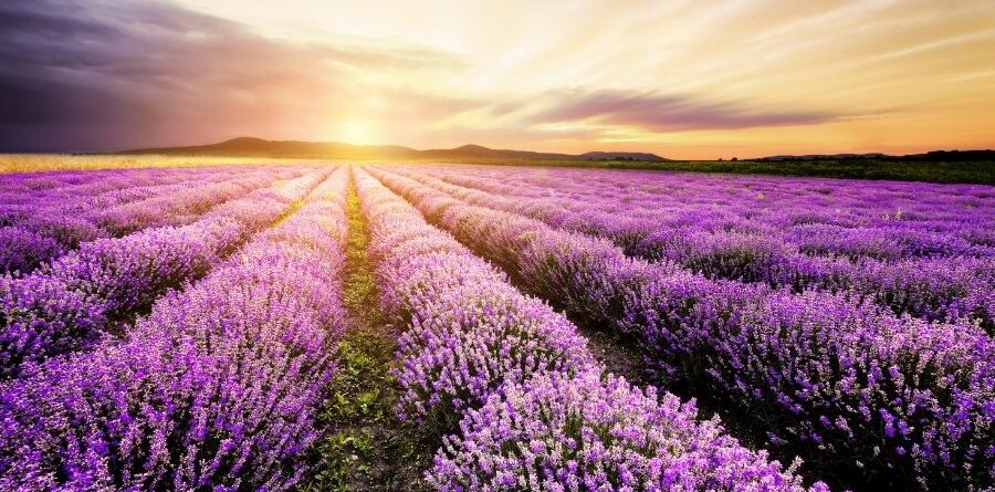 lavanda nei rituali magici
